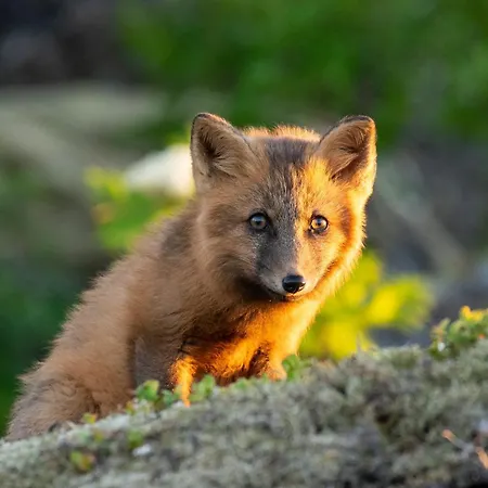 Peaceful Wildlife House Bøstad
