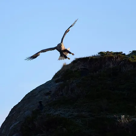 Peaceful Wildlife House * Bøstad