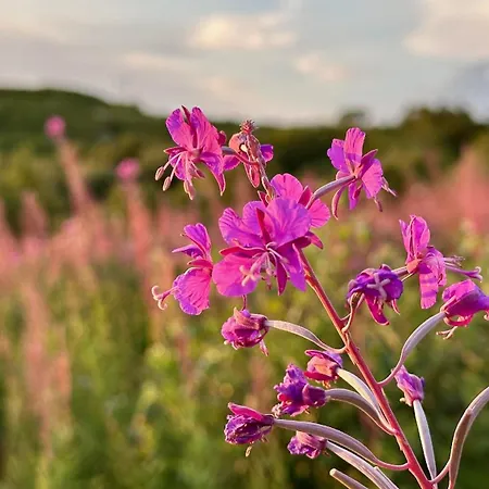 Nyaraló Peaceful Wildlife House Bøstad